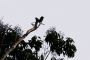 Amazonas06 - 310 * Black-fronted Nunbird.